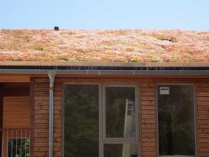 SEDUM ROOF - FIFTY TWO SPECIES FOR BIODIVERSITY