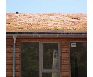 SEDUM ROOF: FIFTY TWO SPECIES FOR BIODIVERSITY