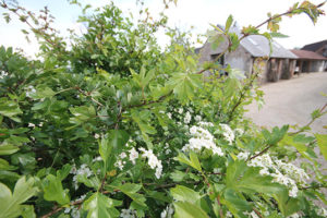 Great House Farm - Cheryl